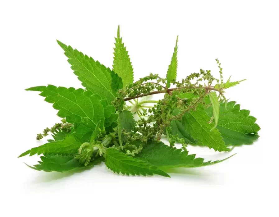 Nettle extract - The composition of prostaline