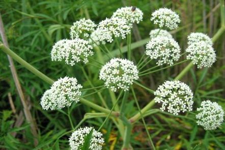 Boligol plant is used in the treatment of prostatitis