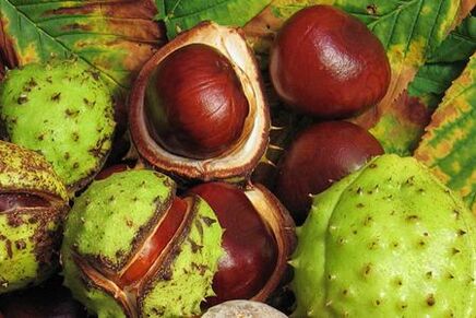 Horse chestnut fruits are used in the treatment of prostate